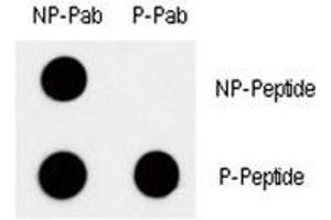 Dot blot analysis of phospho c-Myc antibody. (c-MYC antibody  (pThr58))