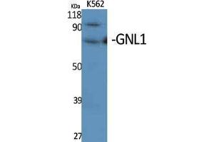 Western Blotting (WB) image for anti-Guanine Nucleotide Binding Protein Like Protein 1 (GNL1) (N-Term) antibody (ABIN3184818) (GNL1 antibody  (N-Term))
