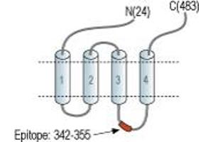anti-Serotonin Receptor 3A (HTR3A) (2nd Cytoplasmic Loop), (AA 342-355) antibody