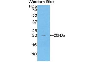 Western Blotting (WB) image for anti-KIT Ligand (KITLG) (AA 24-247) antibody (FITC) (ABIN1860499)