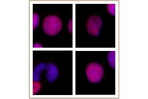 Immunofluorescence (IF) image for anti-H2A Histone Family, Member Z (H2AFZ) (C-Term) antibody (ABIN6971773)