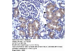 Human kidney (ASCL1 antibody  (N-Term))