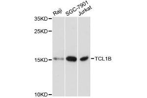Western blot analysis of extracts of various cell lines, using TCL1B antibody. (TCL1B antibody  (AA 1-128))
