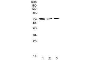 Western blot testing of human 1) HeLa, 2) MCF7 and 3) A375 cell lysate with TORC2 antibody at 0. (CRTC2 antibody)