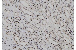 ABIN6278236 at 1/100 staining Human kidney tissue by IHC-P. (HDLBP antibody  (N-Term))
