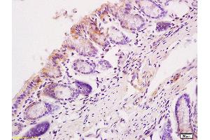 Formalin-fixed and paraffin mouse intestine tissue labeled withAnti-Sema3C/Semaphorin 3c Polyclonal Antibody, Unconjugated (ABIN720026) at 1:200, followed by conjugation to the secondary antibody and DAB staining (SEMA3C antibody  (AA 51-150))