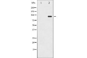 Western blot analysis of ICAM-1 phosphorylation expression in TNF-α treated HeLa whole cell lysates,The lane on the left is treated with the antigen-specific peptide. (ICAM1 antibody  (pTyr512))