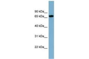 Image no. 1 for anti-Sorting Nexin 18 (SNX18) (AA 107-156) antibody (ABIN6742154) (SNX18 antibody  (AA 107-156))