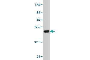Western Blot detection against Immunogen (37. (HADH antibody  (AA 205-314))