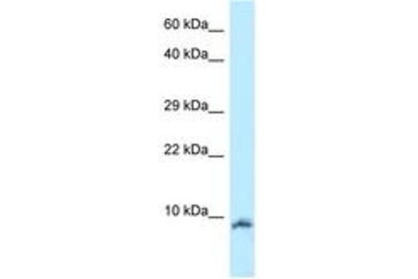 Oxytocin antibody  (AA 11-60)