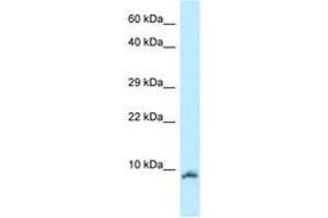 Image no. 1 for anti-Oxytocin (OXT) (AA 11-60) antibody (ABIN6747921) (Oxytocin antibody  (AA 11-60))