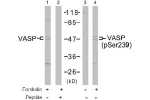 Image no. 2 for anti-Vasodilator-Stimulated phosphoprotein (VASP) (pSer239) antibody (ABIN196882) (VASP antibody  (pSer239))