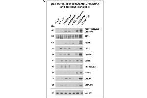 Western Blotting (WB) image for anti-Heat Shock Protein 90kDa beta (Grp94), Member 1 (HSP90B1) (Center) antibody (ABIN2855578)