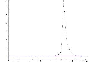 The purity of Human EGF is greater than 95 % as determined by SEC-HPLC. (EGF Protein)