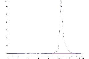 The purity of Human EGF is greater than 95 % as determined by SEC-HPLC.