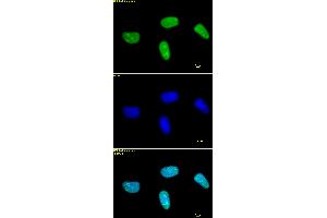Histone H3 dimethyl Lys27 antibody tested by immunofluorescence. (Histone 3 antibody  (2meLys27))