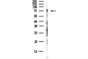 anti-Cytochrome P450, Family 3, Subfamily A, Polypeptide 4 (CYP3A4) (C-Term) antibody