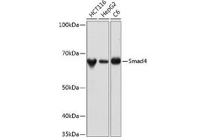 Western blot analysis of extracts of various cell lines, using Smad4 antibody (ABIN7270340) at 1:1000 dilution. (SMAD4 antibody)