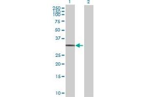 Western Blot analysis of STX12 expression in transfected 293T cell line by STX12 MaxPab polyclonal antibody. (Syntaxin 12 antibody  (AA 1-276))