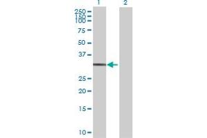 Western Blot analysis of STX12 expression in transfected 293T cell line by STX12 MaxPab polyclonal antibody.