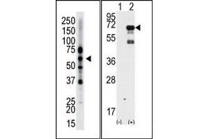 Image no. 1 for anti-Epsin 2 (EPN2) (N-Term) antibody (ABIN357623)