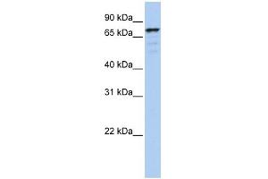 GOLGA5 antibody used at 1 ug/ml to detect target protein. (GOLGA5 antibody  (N-Term))