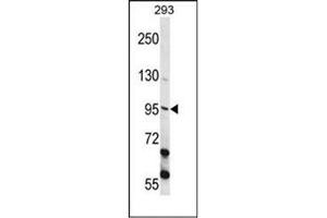 Western blot analysis of ECT2 Antibody  in 293 cell line lysates (35ug/lane).
