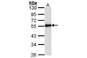WB Image Sample (30 ug of whole cell lysate) A: Hela 10% SDS PAGE antibody diluted at 1:1000 (KISS1R antibody)