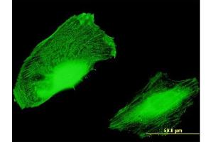 Immunofluorescence of purified MaxPab antibody to C10orf81 on HeLa cell. (C10orf81 antibody  (AA 1-282))