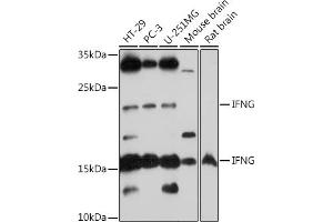 Western blot analysis of extracts of various cell lines, using IFNG antibody (ABIN6128080, ABIN6142195, ABIN6142196 and ABIN6216082) at 1:1000 dilution. (Interferon gamma antibody  (AA 24-166))