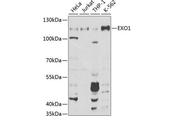 Exonuclease 1 antibody  (AA 601-846)