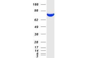 Validation with Western Blot (HSP90AA1 Protein (Transcript Variant 2) (Myc-DYKDDDDK Tag))