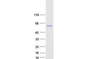 Validation with Western Blot (SMYD1 Protein (Myc-DYKDDDDK Tag))
