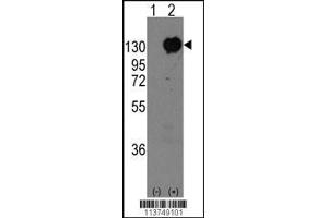 Western blot analysis of CDH15 using rabbit polyclonal CDH15 Antibody using 293 cell lysates (2 ug/lane) either nontransfected (Lane 1) or transiently transfected with the CDH15 gene (Lane 2). (Cadherin antibody  (C-Term))