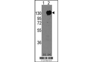 Western blot analysis of CDH15 using rabbit polyclonal CDH15 Antibody using 293 cell lysates (2 ug/lane) either nontransfected (Lane 1) or transiently transfected with the CDH15 gene (Lane 2).