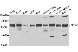 Western blot analysis of extracts of various cell lines, using BECN1 antibody (ABIN5974421) at 1/1000 dilution. (Beclin 1 antibody)