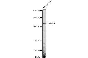Western blot analysis of extracts of Mouse brain, using Btbd11 antibody (ABIN7265953) at 1:1000 dilution. (BTBD11 antibody)