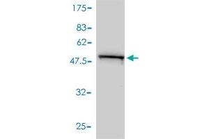 Western Blot detection against Immunogen (55.