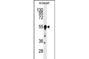 Western blot analysis of anti-BACE1 Antibody (N-term) (ABIN392201 and ABIN2841902) in mouse heart tissue lysates (35 μg/lane). (BACE1 antibody  (N-Term))