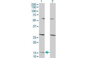 Western Blot analysis of GHRL expression in transfected 293T cell line by GHRL monoclonal antibody (M07), clone 1C8.