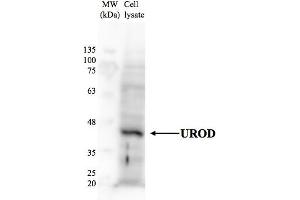 Human HepG2 (UROD antibody  (N-Term))