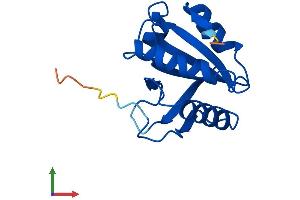 Protein Structure (PS) image for Thioredoxin-Like 4B (TXNL4B) (AA 1-149) protein (His tag) (ABIN7544959)