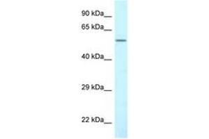 Image no. 1 for anti-CTP Synthase II (CTPS2) (AA 170-219) antibody (ABIN6747753) (CTPS2 antibody  (AA 170-219))