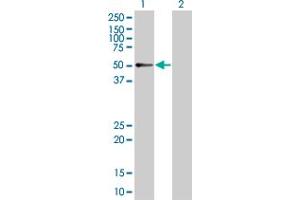 Western Blot analysis of RXRG expression in transfected 293T cell line by RXRG MaxPab polyclonal antibody.