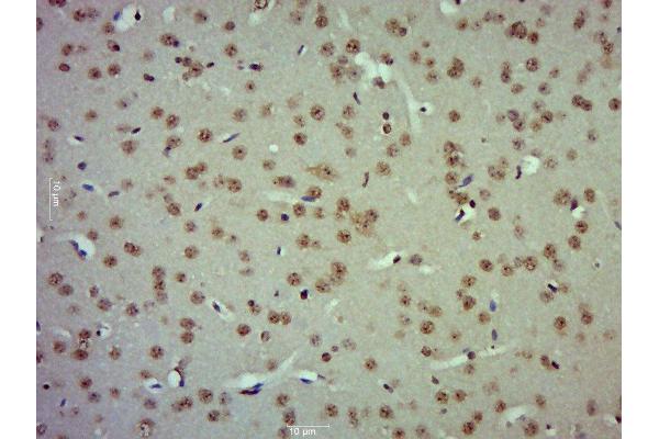 ZBTB2 antibody  (AA 421-514)