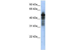 Western Blotting (WB) image for anti-RAR-Related Orphan Receptor C (RORC) (Middle Region) antibody (ABIN2777822)