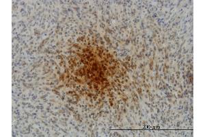 Immunoperoxidase of monoclonal antibody to MYL1 on formalin-fixed paraffin-embedded human spleen. (MYL1 antibody  (AA 1-80))