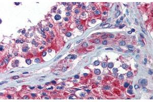 Immunohistochemistry with Human Testis lysate tissue at an antibody concentration of 5. (NPY1R antibody  (Middle Region))