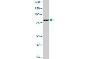 NCKIPSD MaxPab polyclonal antibody.