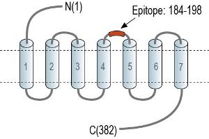 Representative domain view of the target of ABIN7237639.